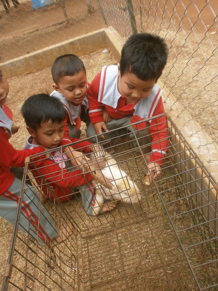 Mengenal & Menyayangi Satwa Kelinci